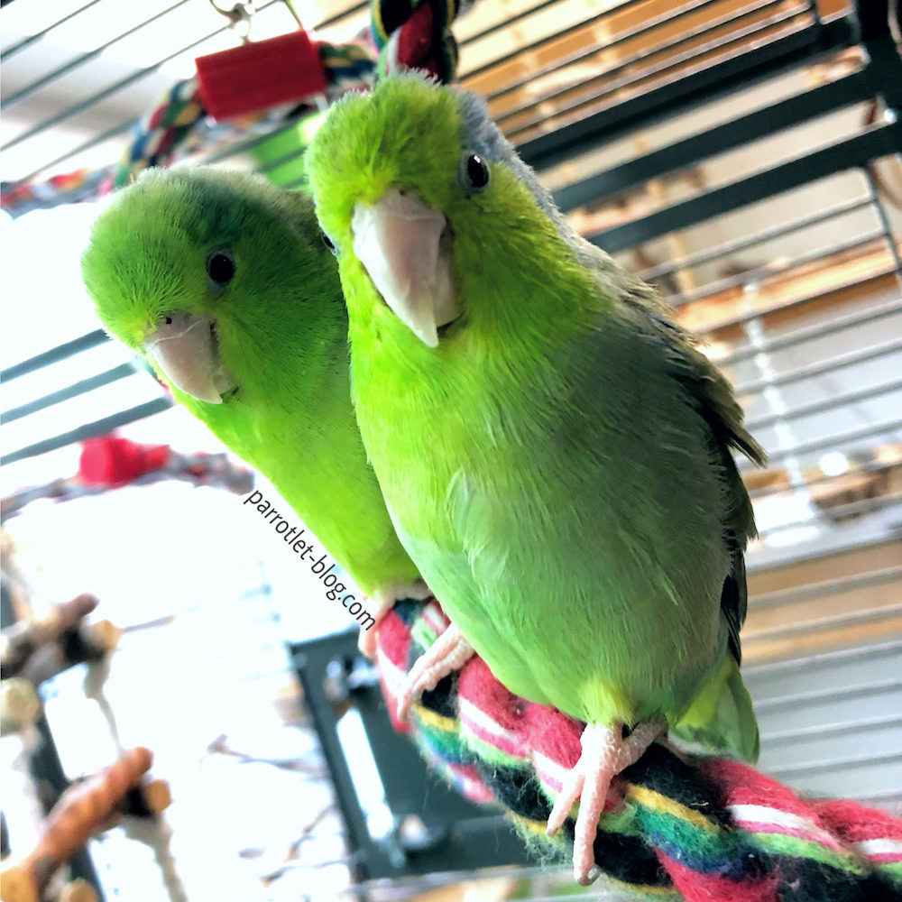 Cage Setup for Parrotlets ParrotletBlog