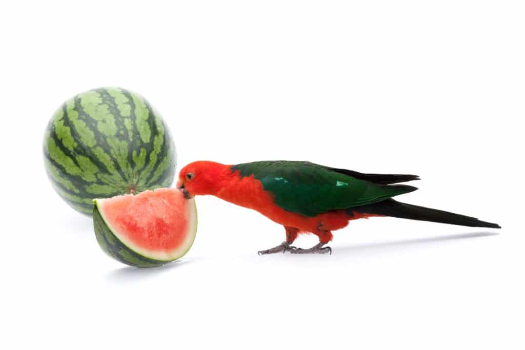 Can Parrots Eat Watermelon? Parrot site