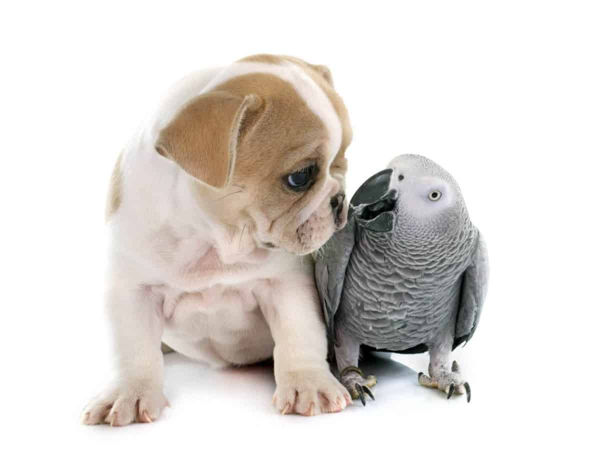 Can Parrots Get Along with Dogs? Parrot site