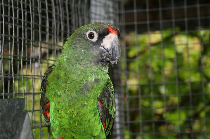 $400 to $1,000 for most species, although very rare amazons can go much higher. How Much Do Jardine Parrots Cost? - Parrot Website