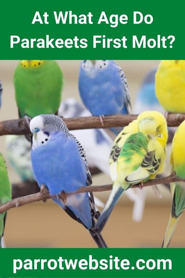 At What Age Do Parakeets First Molt? (Answered!) Parrot site
