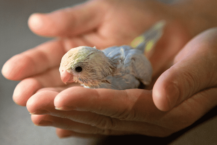 How Often Do Parakeets Lay Eggs? Parrot Website