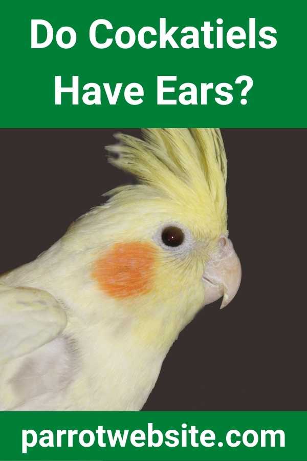 Do Cockatiels Have Ears? (Find Out!) Parrot Website