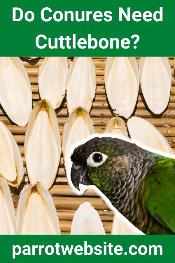 Do Conures Need Cuttlebone? (Revealed!) Parrot site