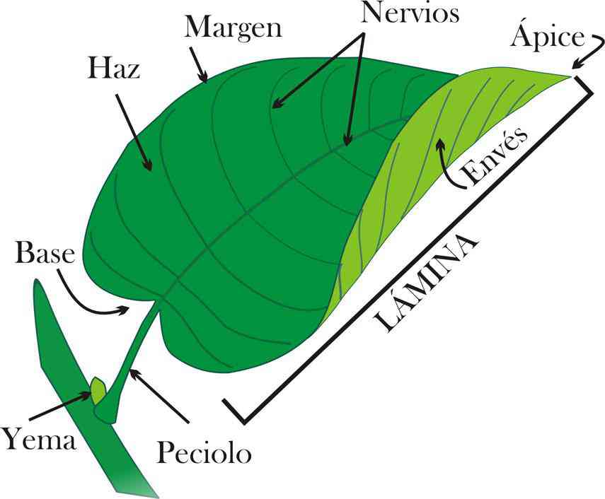 Partes de la hoja