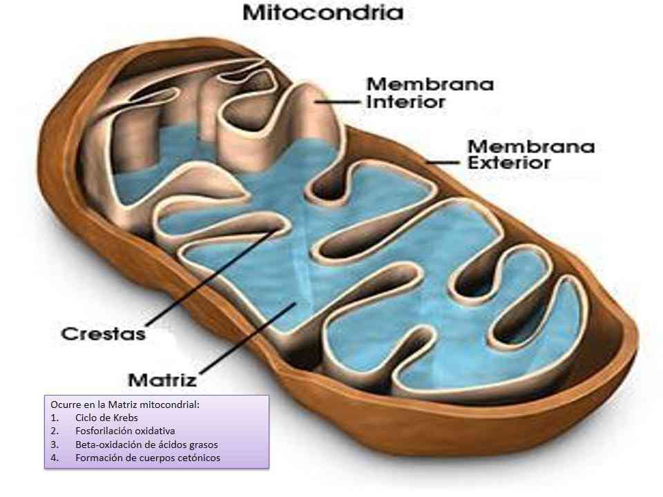 Partes de la mitocondria