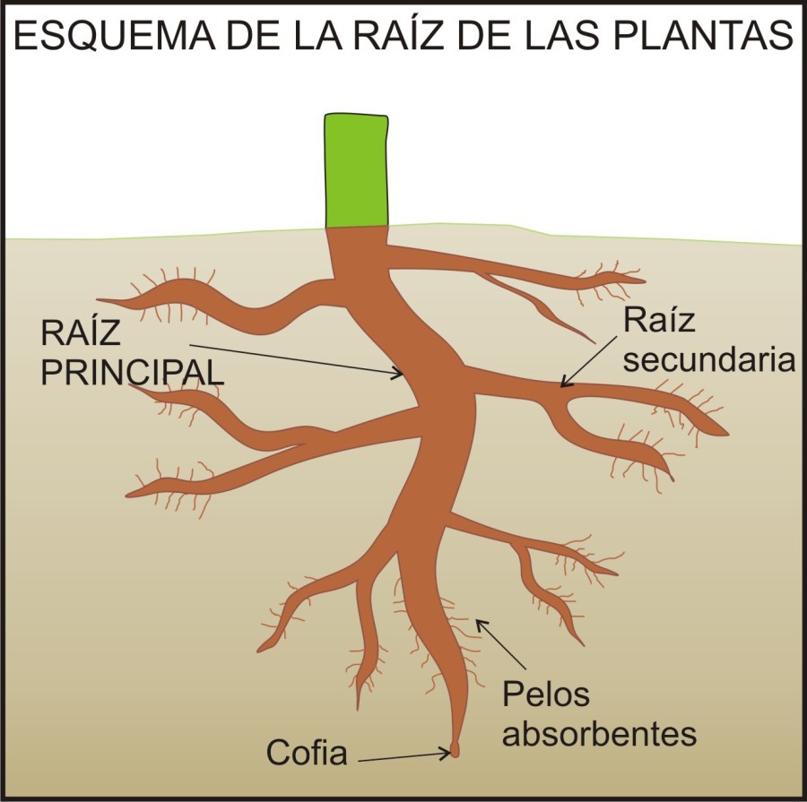 Partes de la raíz de una planta