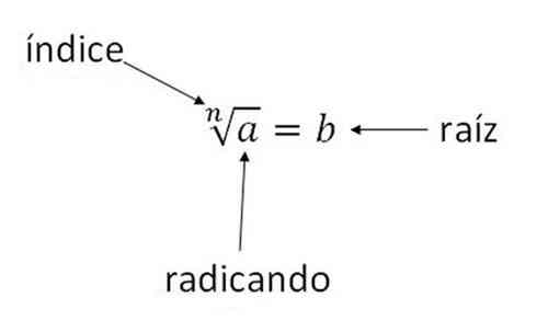 Partes de la raíz cuadrada