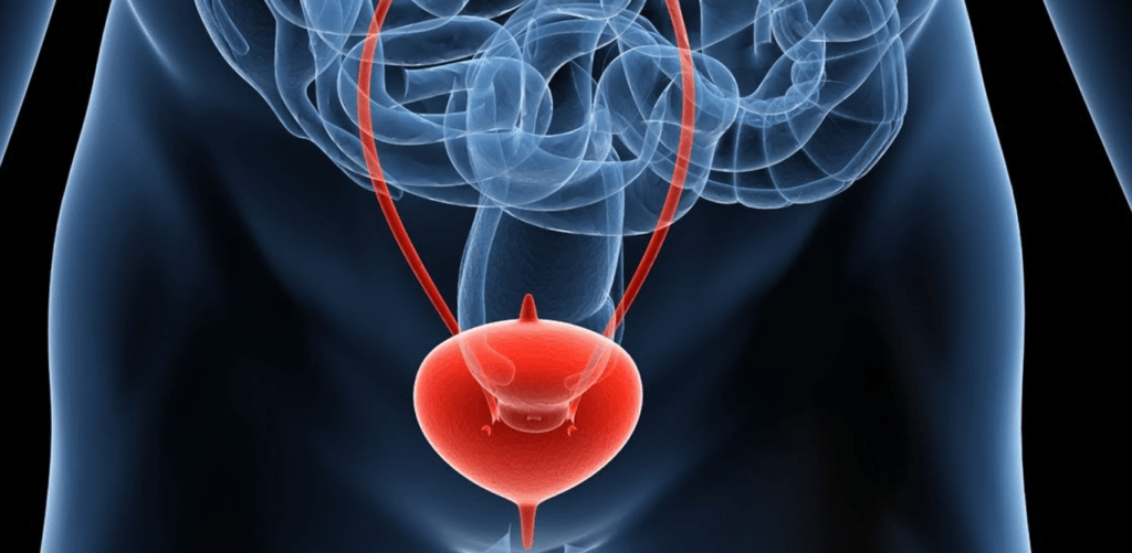 Partes del sistema urinario