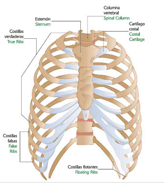 Partes del esternón