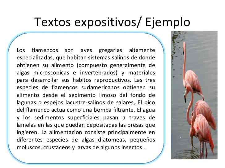 Estructura Texto Expositivo Dibujo