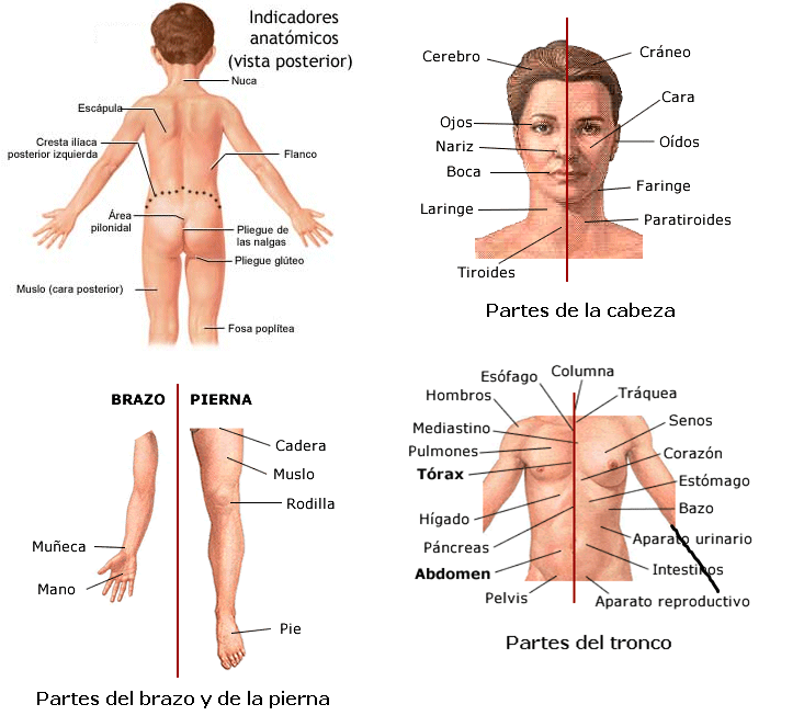 Partes del tronco humano