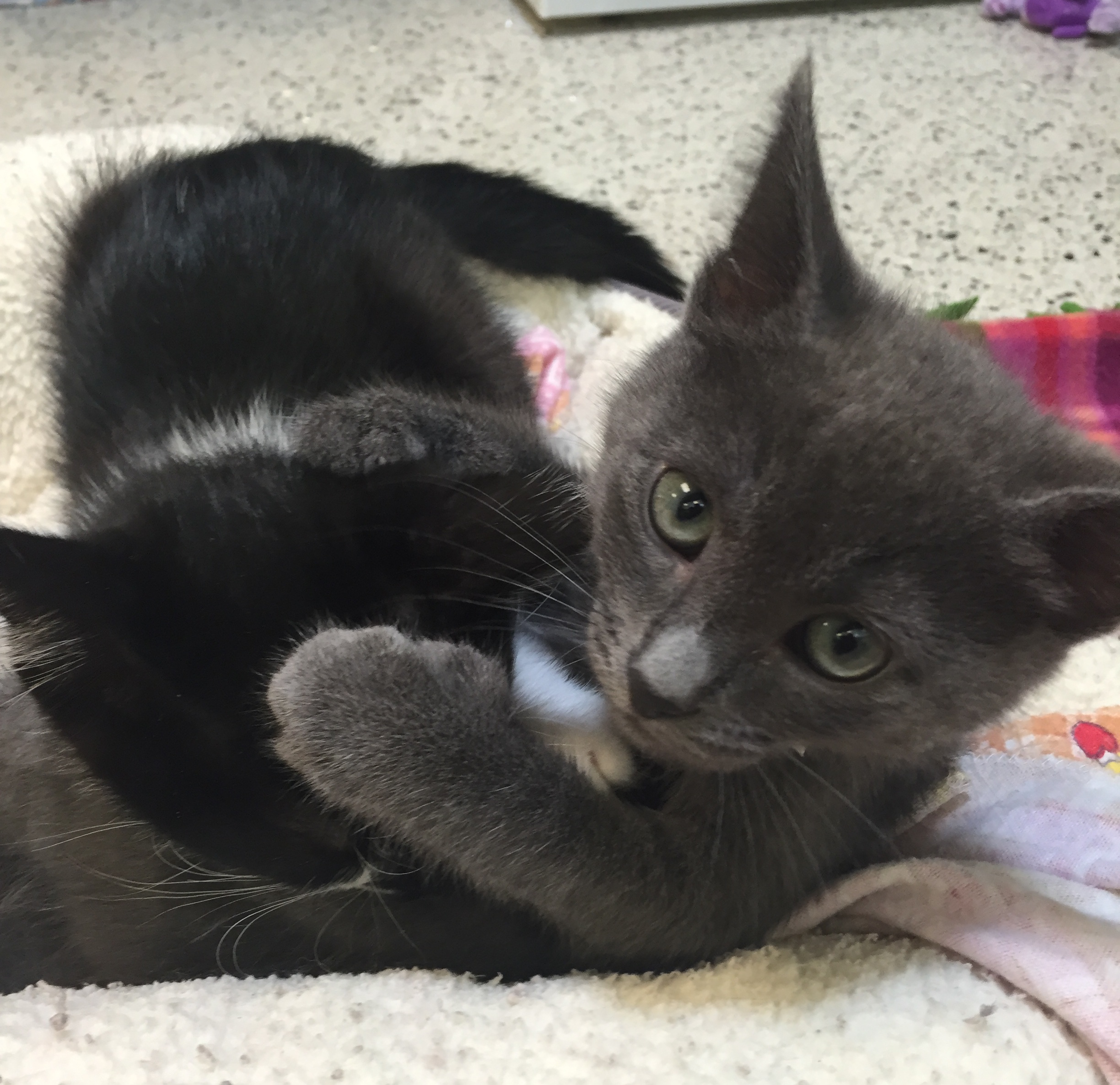 Pasadena Now » Two More Lives Saved by the Newly Opened Neely Cat