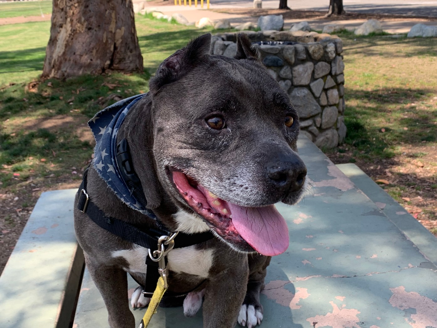 Pepper needs a new home and so do 4 other adoptable pets in Pasadena
