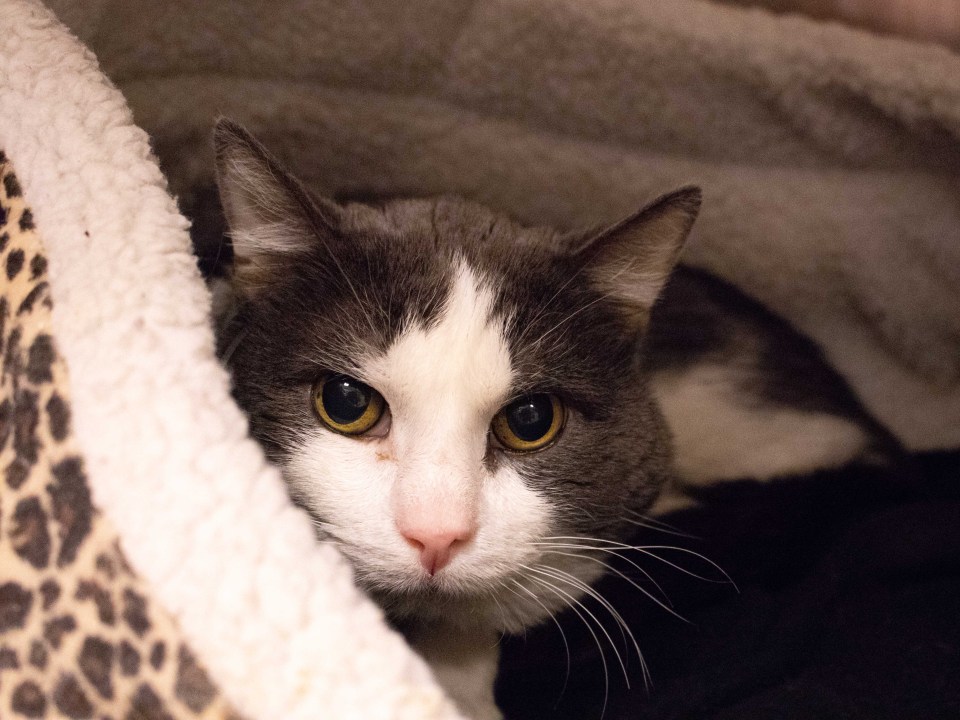 San Gabriel Valley Pets of the Week Your forecast is Cloudy Pasadena