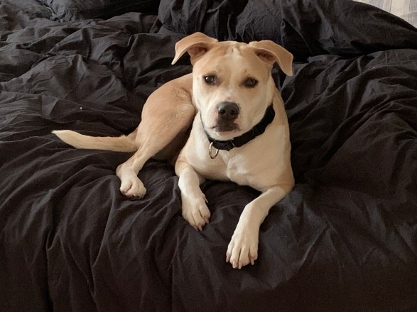 San Gabriel Valley pets of the week Steeeeella! Pasadena Star News