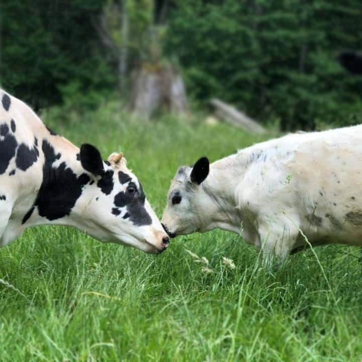 Farm Animal Adoption Pasados Safe Haven