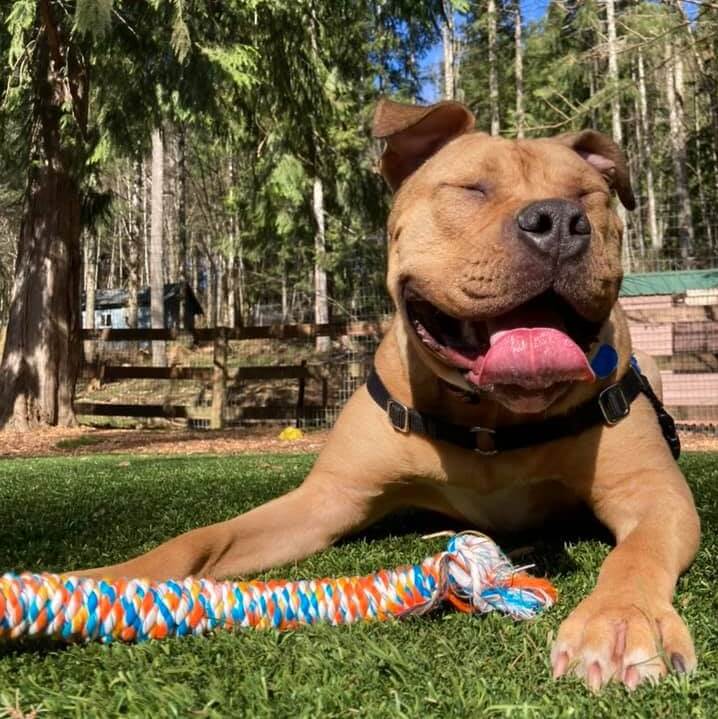 Pasados Safe Haven Christmas Gifts For Needy Dogs 2022 Dog And Puppy Adoption | Pasados Safe Haven