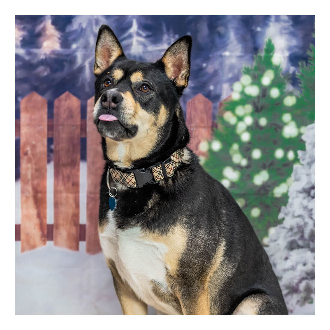 Pasados Safe Haven Christmas Gifts For Needy Dogs 2022 Dog And Puppy Adoption | Pasados Safe Haven