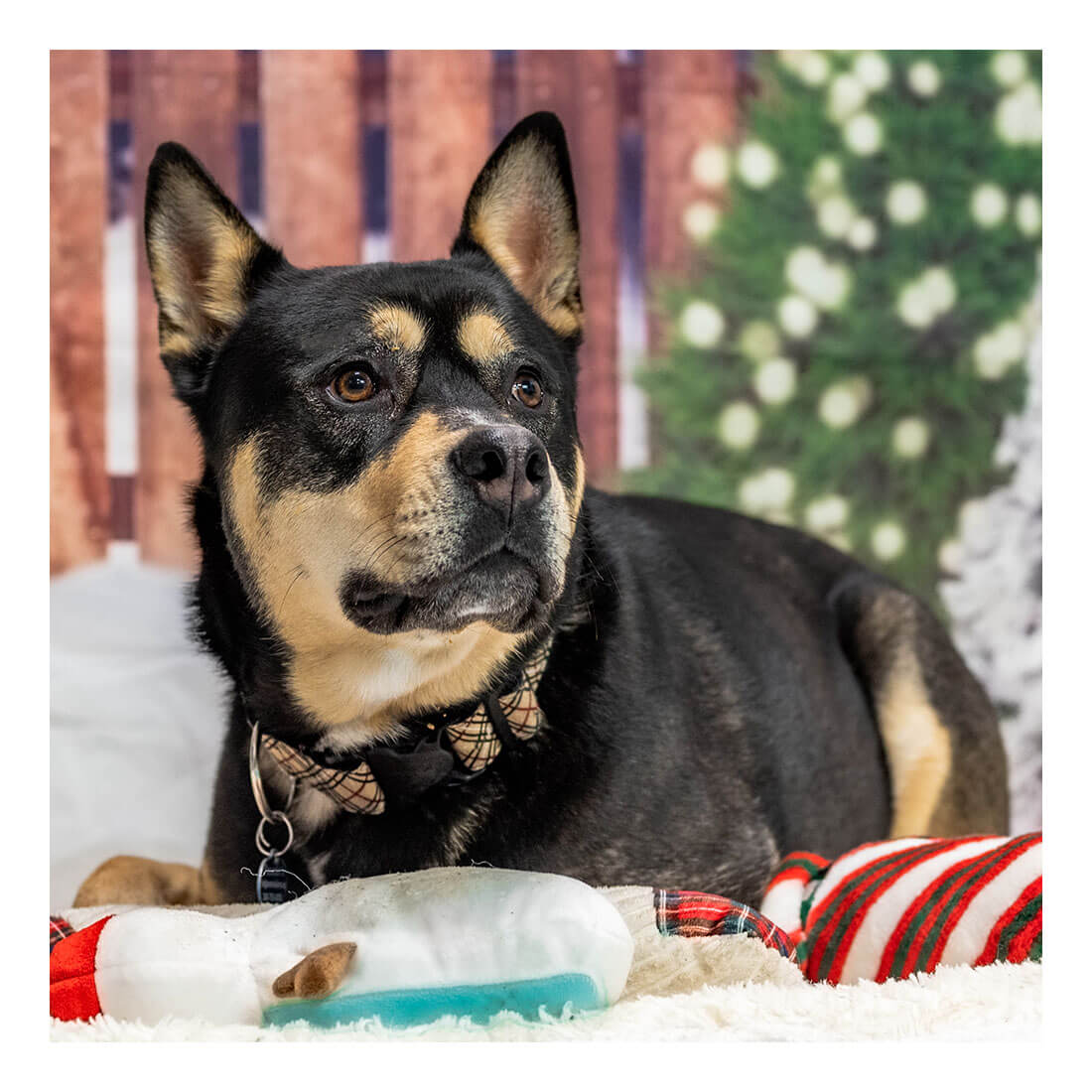 Pasados Safe Haven Christmas Gifts For Needy Dogs 2022 Dog And Puppy Adoption | Pasados Safe Haven