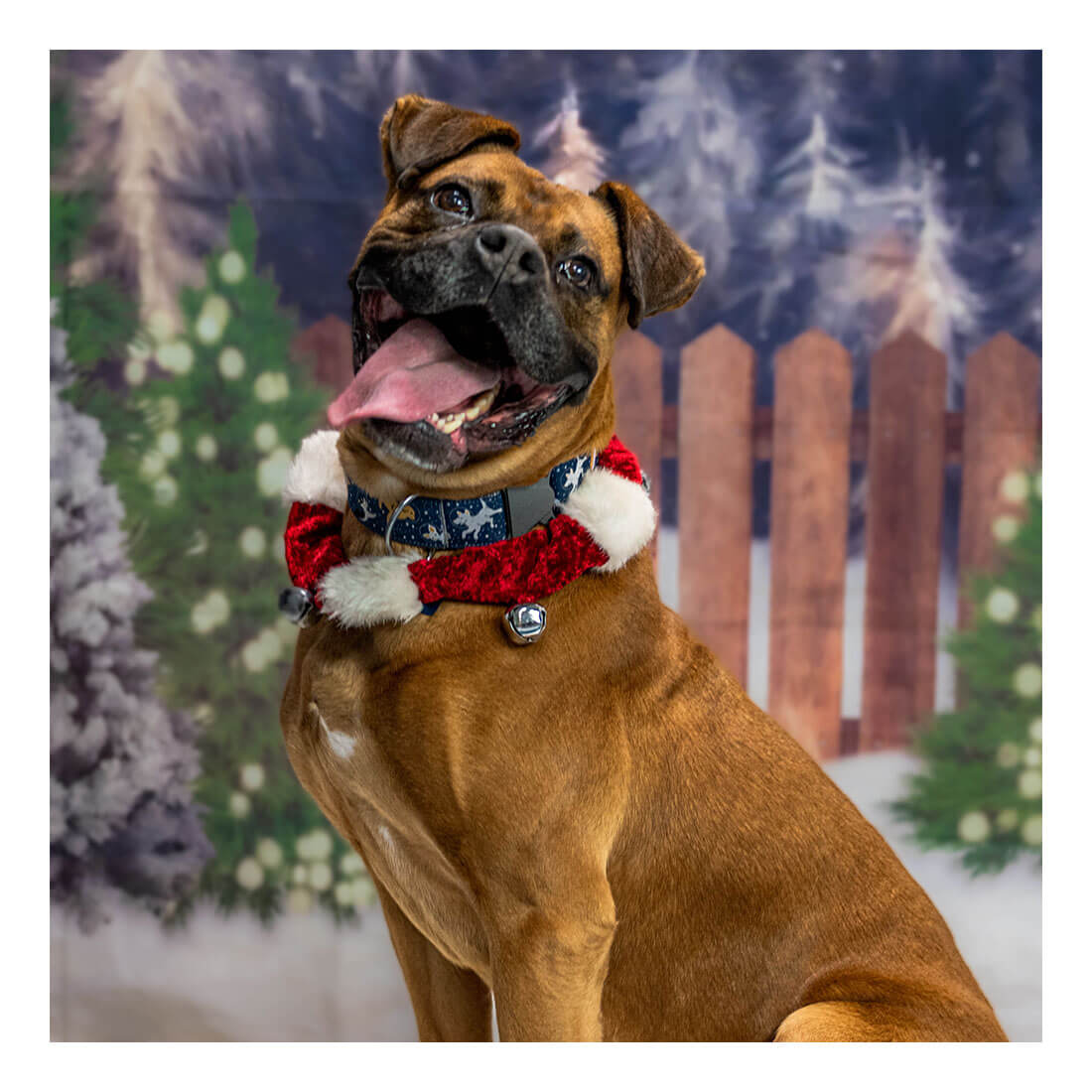 Pasados Safe Haven Christmas Gifts For Needy Dogs 2022 Dog And Puppy Adoption | Pasados Safe Haven
