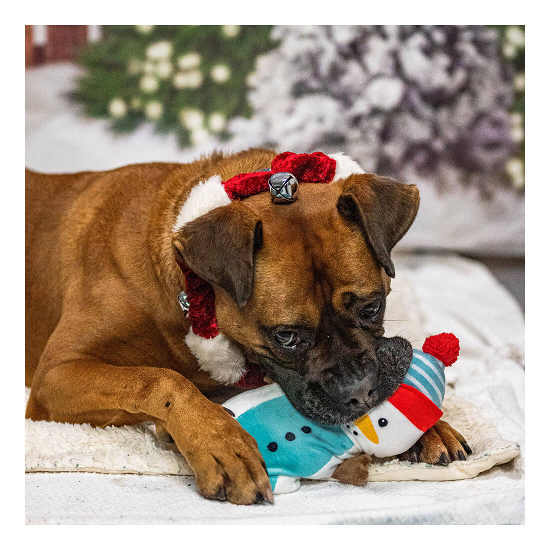 Pasados Safe Haven Christmas Gifts For Needy Dogs 2022 Dog And Puppy Adoption | Pasados Safe Haven