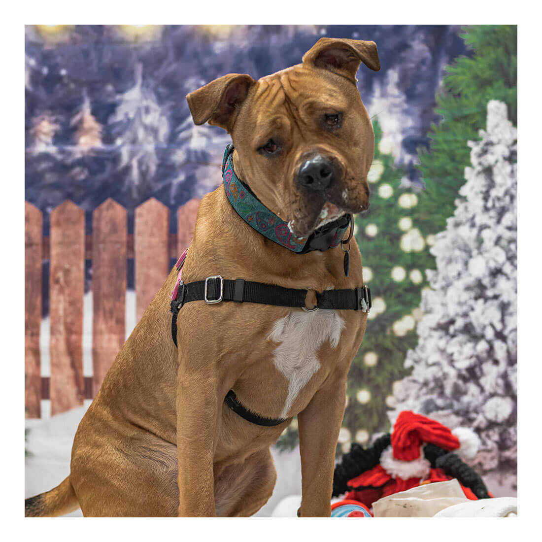 Pasados Safe Haven Christmas Gifts For Needy Dogs 2022 Dog And Puppy Adoption | Pasados Safe Haven