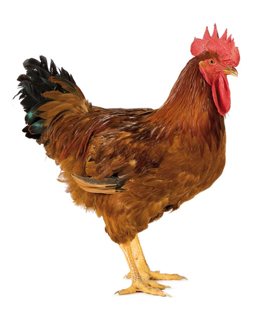 Pollo Rosso Pesante Pascalizi Remo Srl