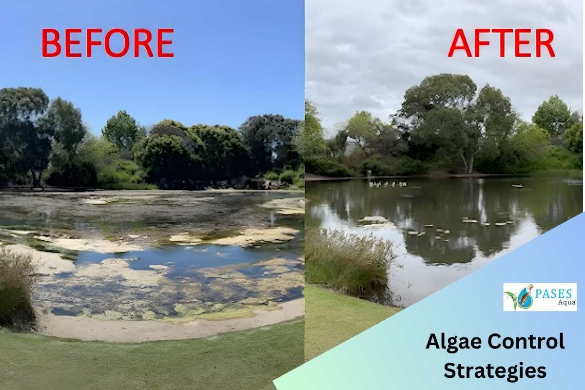 How To Get Rid Of Algae In My Dam Effective Control Strategies PASES