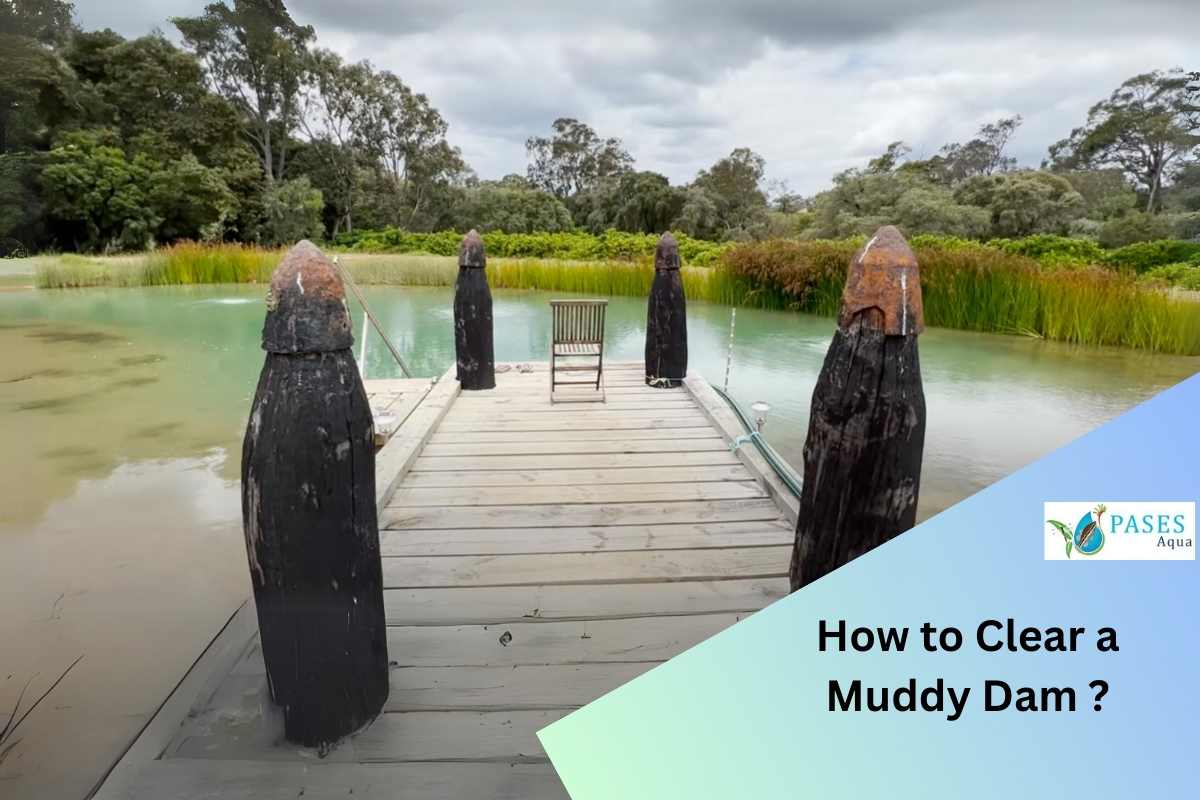 How To Clear A Muddy Dam Effective Strategies For Clean Water PASES