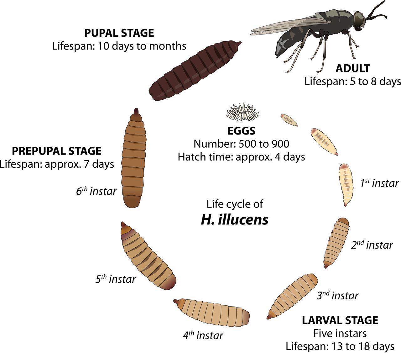 Use of Black soldier fly larvae (Hermetia illucens) in Feed for