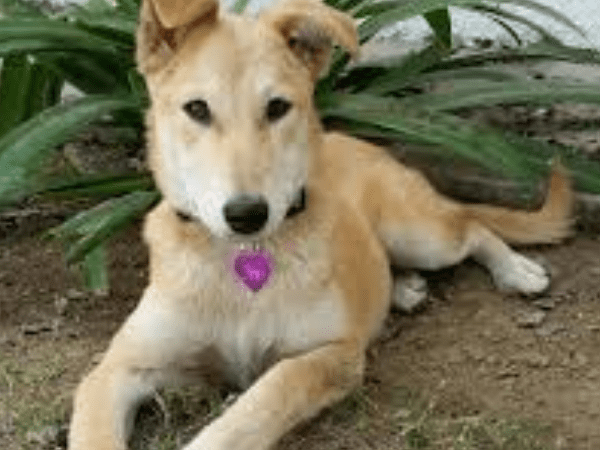 Little dogs for sale, small free dogs for sale near me