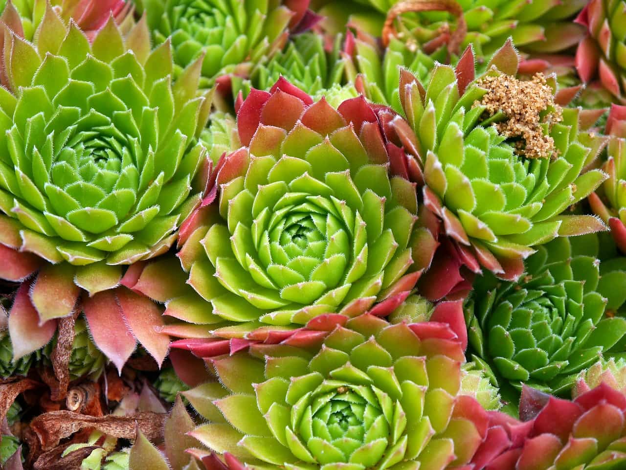 Come curare le piante grasse Passion DIY