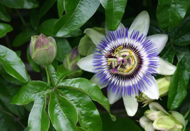 Passiflora Caerulea Blue Caerulea Passion Flower Vines Passion