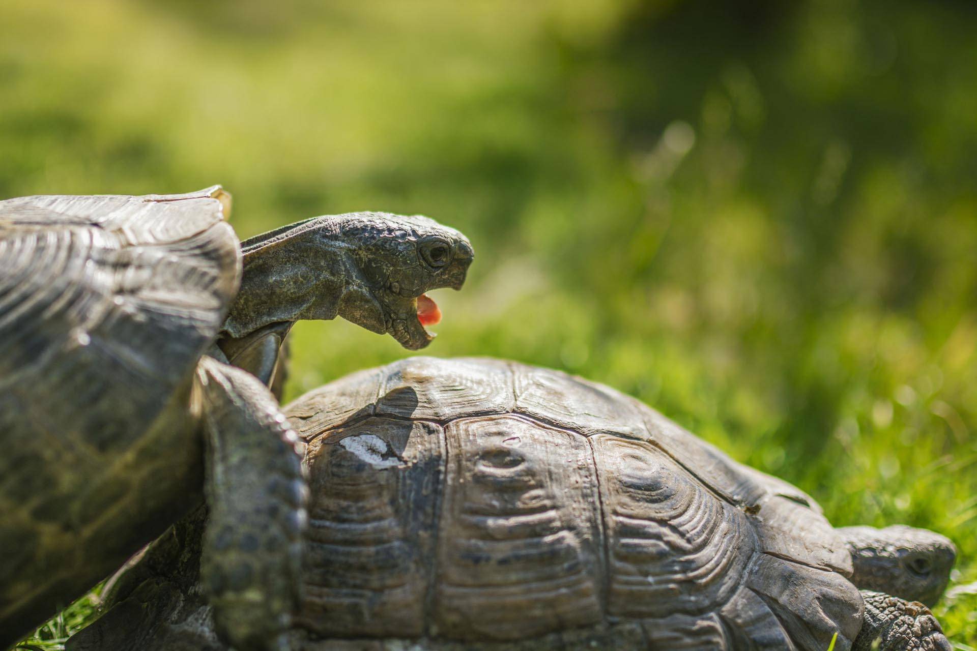 Comment Reconnaitre Un Male D Une Femelle Tortue Hermann Communauté MCMS