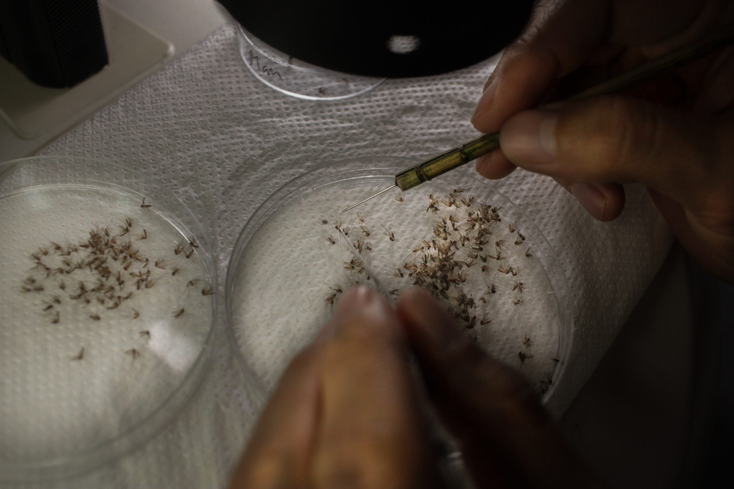 290 mosquito species in Cambodia Institut Pasteur du Cambodge