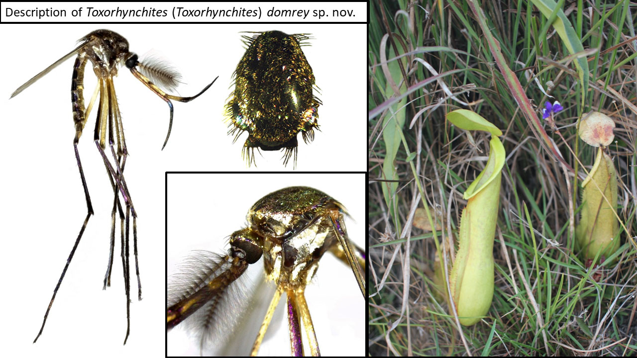 The Medical and Veterinary Entomology team described a new species of