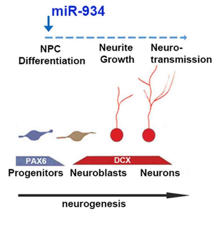 MicroRNA934 is a novel primatespecific regulator of neurogenesis