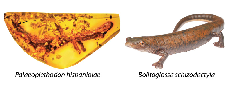 News Bite: Salamanders of the Caribbean! - Past Time Paleo