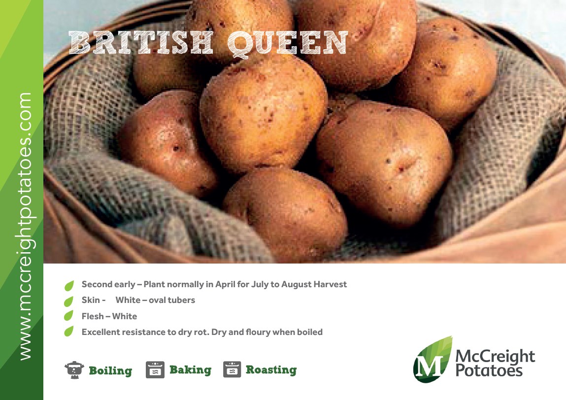 British Queen Seed Potatoes Patch