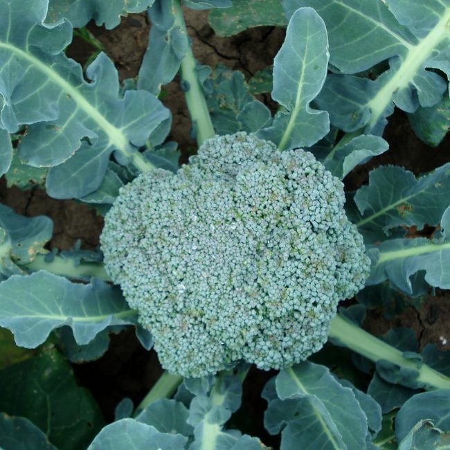 Broccoli Green Calabrese Seed Patch