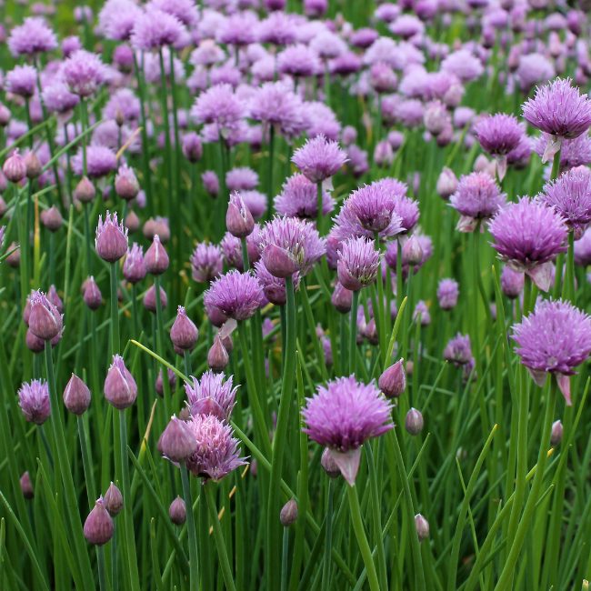 Chives Seed Patch