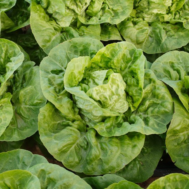 Lettuce Cos Little Gem Seed Patch