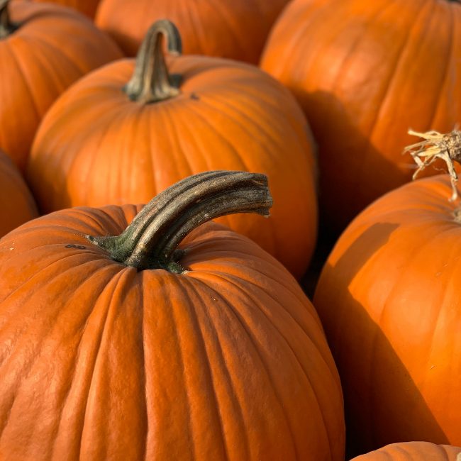 Pumpkin JackOLantern Seed Patch