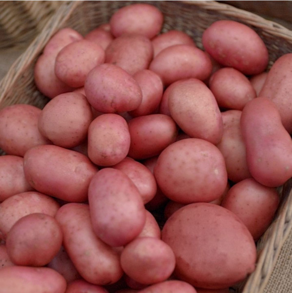 5kg Fresh Potatoes, Ready to EAT! Fresh Harvest From Ireland eBay