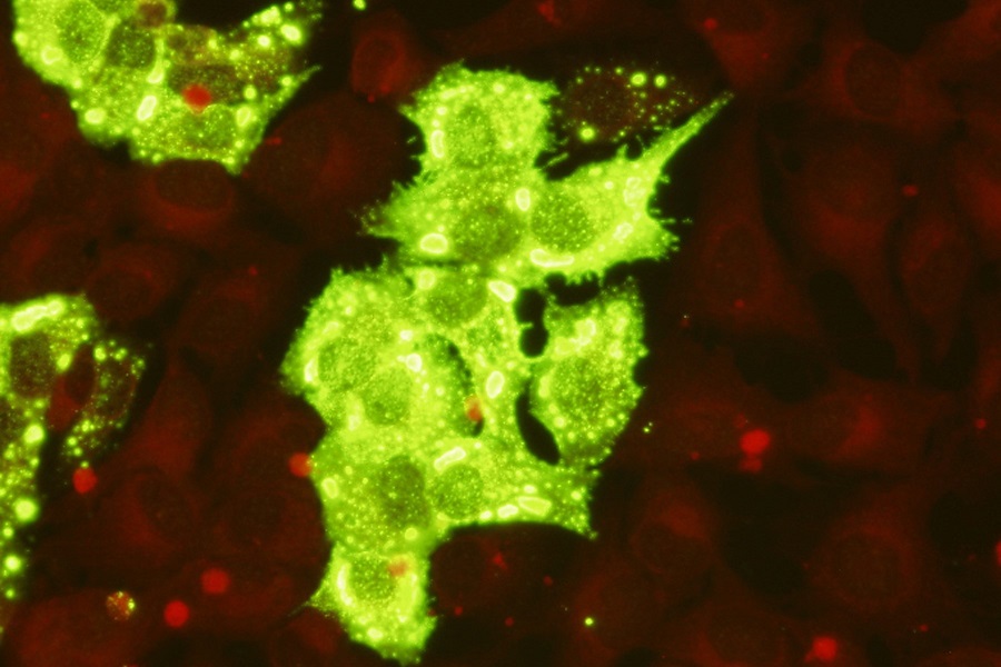 Canine distemper virus monoclonal antibodies