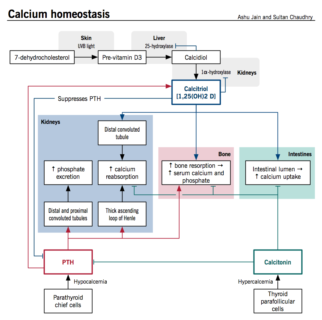 Calcium homeostasis and osteoporosis McMaster Pathophysiology Review