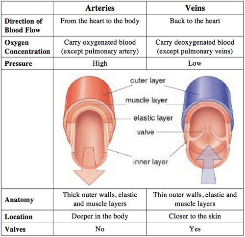 Arteries Veins And Capillaries Comparison