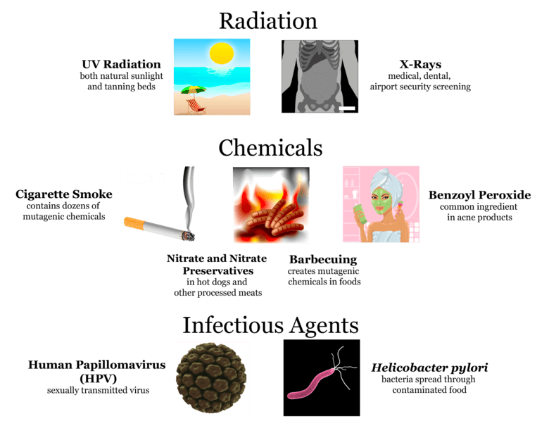Mutagenic Agents Types, Mechanism & Irradiation Breeding Plantlet