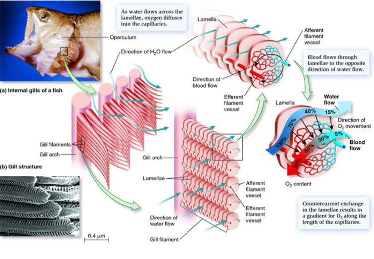 How do gills work? - powerpointban.web.fc2.com